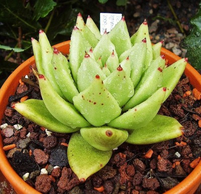 Echeveria agavoides var. corderoyi.jpg