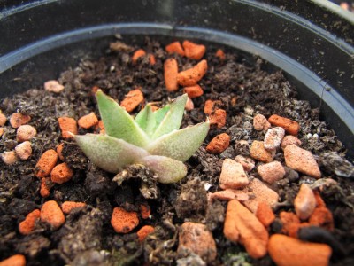 2. Agave.JPG