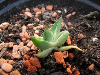 1. Agave.JPG
