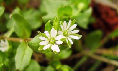 Stellaria media (2).jpg