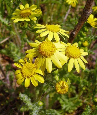Senecio vernalis (2).jpg