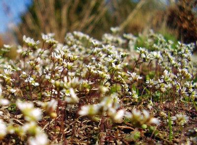 Erophila verna.JPG