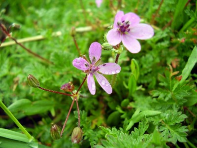 Erodium cicutarium (2).JPG