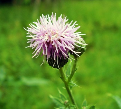 Cirsium arvense.JPG