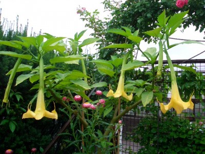 charles grimaldi.JPG