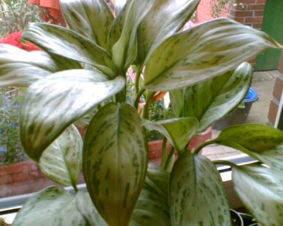 clusia rosea variegata Variegated Clusia Rosea Live Plant - Clusia rosea variegata - Outdoor Grown  - Minor Blemishes