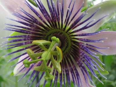 Bild green24 172.jpg