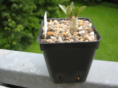 kl. Wüstie gekeimt 101.04.2011.jpg