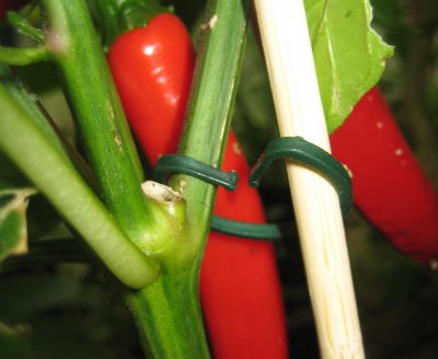 Bild green24 177.jpg