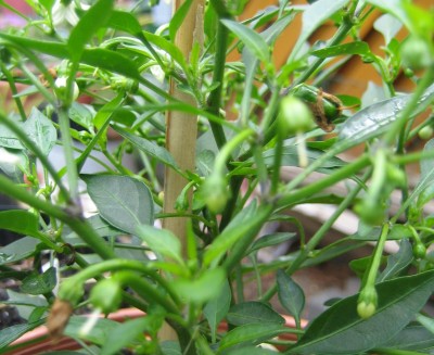 Bild green24 179.jpg