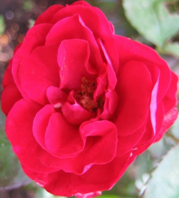 Bild green24 180.jpg