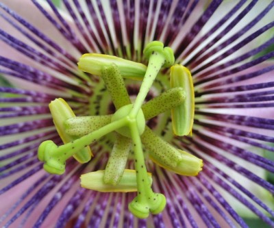 Bild green24 173.jpg