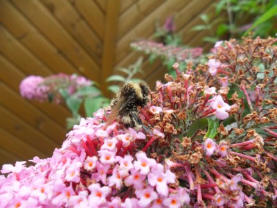 hummel_1024_3.jpg