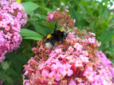 hummel_1024_2.jpg