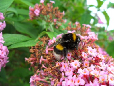 hummel_1024_1.jpg