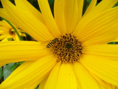 black_yellow_fly_1024_1.jpg