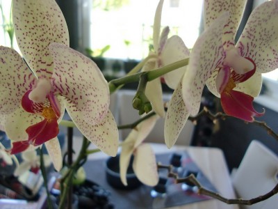 Phalaenopsis #1-23.jpg