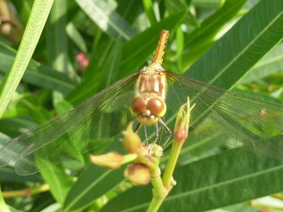 Unbekannte Libelle (640x480).jpg