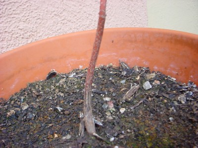 DSC02086.JPG