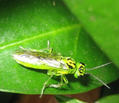Bild green24 135.jpg