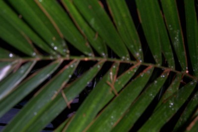 Dattelpalme 4.JPG