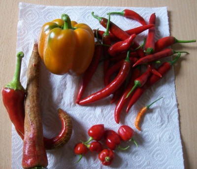 Chilifrüchte.jpg