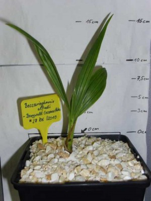 Beccariophoenix alfredii - Bergwald Cocosnuss Palme - 15.07.2011.JPG