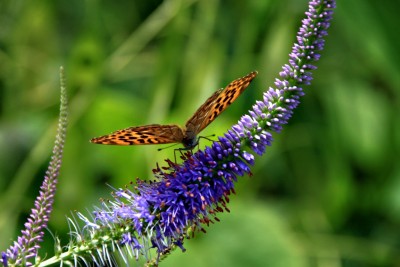 IMG_9429.JPG