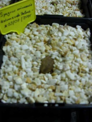 Syagrus orinocensis - Kolumzuela Palme - 15.07.2011.JPG