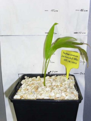 Prestoea acuminata - Rote Kronenschaft Palme - 15.07.2011.JPG