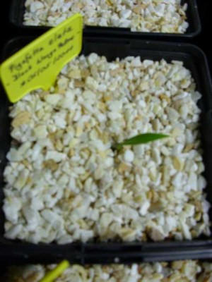 Pigafetta elata - Black Wanga Palme - 15.07.2011.JPG