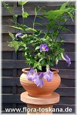 thunbergia_erecta_-_digi.jpg
