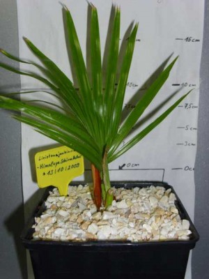 Livistona jenkinsiana - Himalaya Schirmpalme - 15.07.2011.JPG