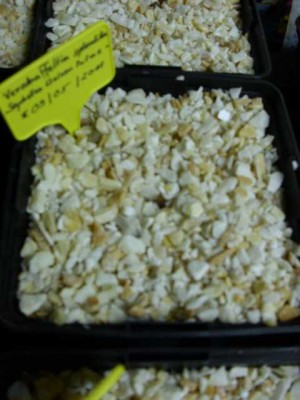 Verschaffeltia splendida - Seychellen Stelzen Palme - 15.07.2011.JPG