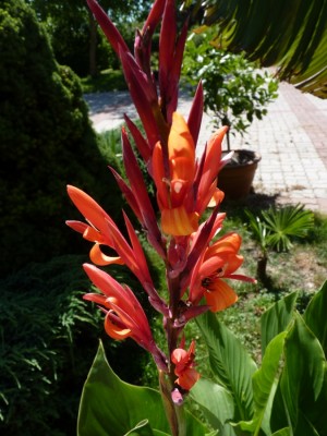 canna orange.jpg