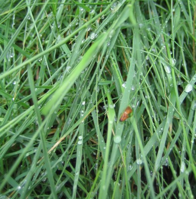 Bild green24 175.jpg