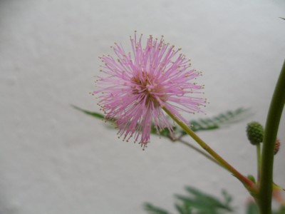 mimosa_pudica_1024.jpg