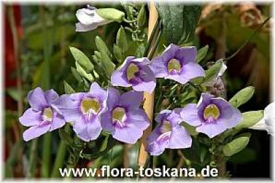 thunbergia_grandiflora_3_-_100507.jpg