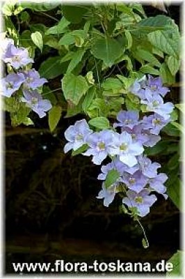 thunbergia_grandiflora_2_-_191006.jpg