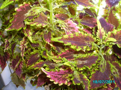 PICT2255.JPG