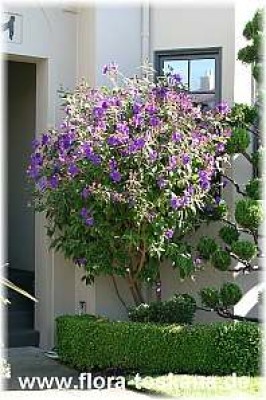 tibouchina_urvilleana_3_-_digi.jpg