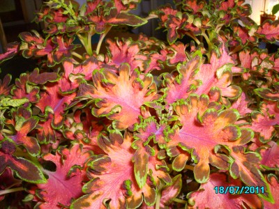 PICT2250.JPG