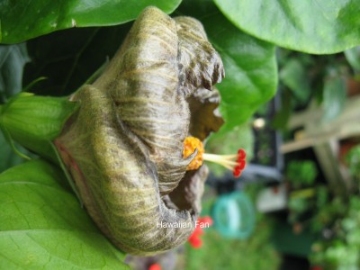 wallflower von der Seite.jpg