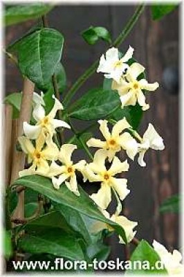 trachelospermum_asiaticum_bluete_2-_digi.jpg