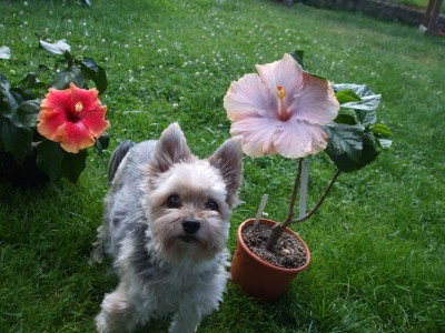 Hibiskus mit hund nino.JPG
