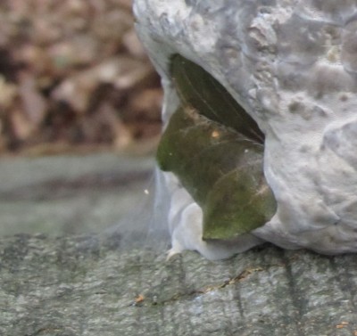 Detail2.jpg