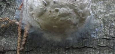 Detail1.jpg