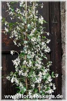 trachelospermum_jasminoides_bluete_1_-_digi.jpg