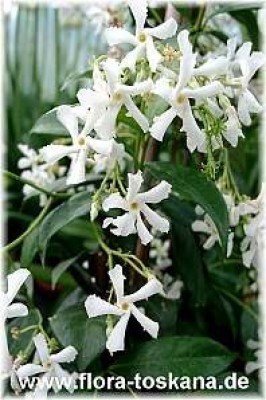 trachelospermum_jasminoides_6_-digi.jpg