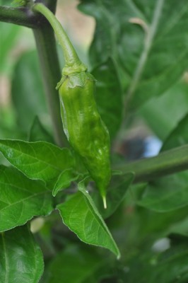 abdsuifd 004 (1328x2000).jpg